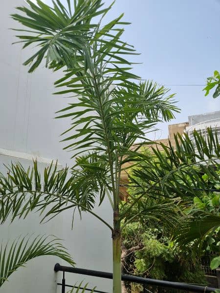 Foxtail palm 4