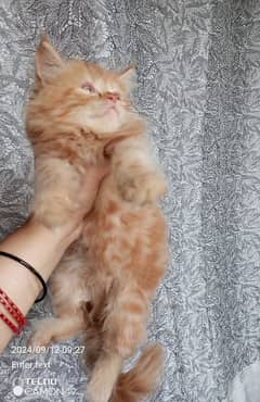 pure Persian kittens looking for a new home. .