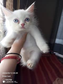 pure Persian kittens looking for a new home. .