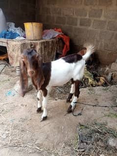 male baby goat