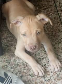 strong pitbull puppies one male 2 female