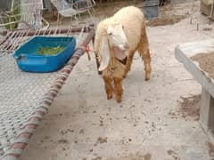 Bakra chatra Goat sheep