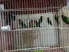 Love birds and hogos for sale with cages 0