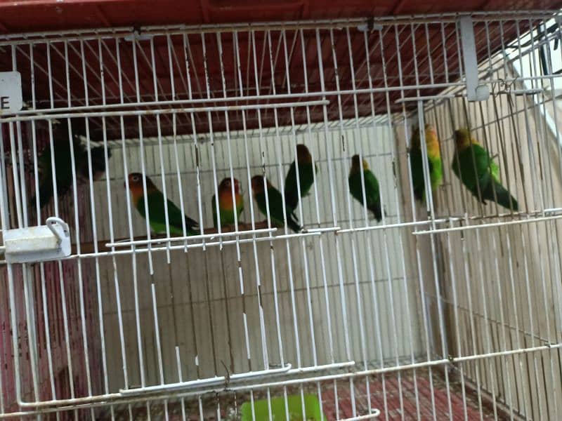 Love birds and hogos for sale with cages 1