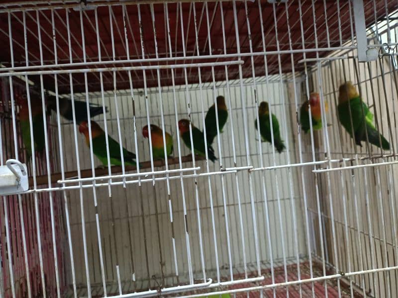 Love birds and hogos for sale with cages 2