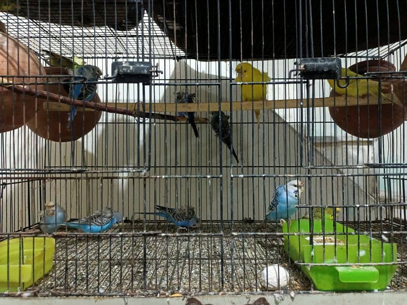 Love birds and hogos for sale with cages 3