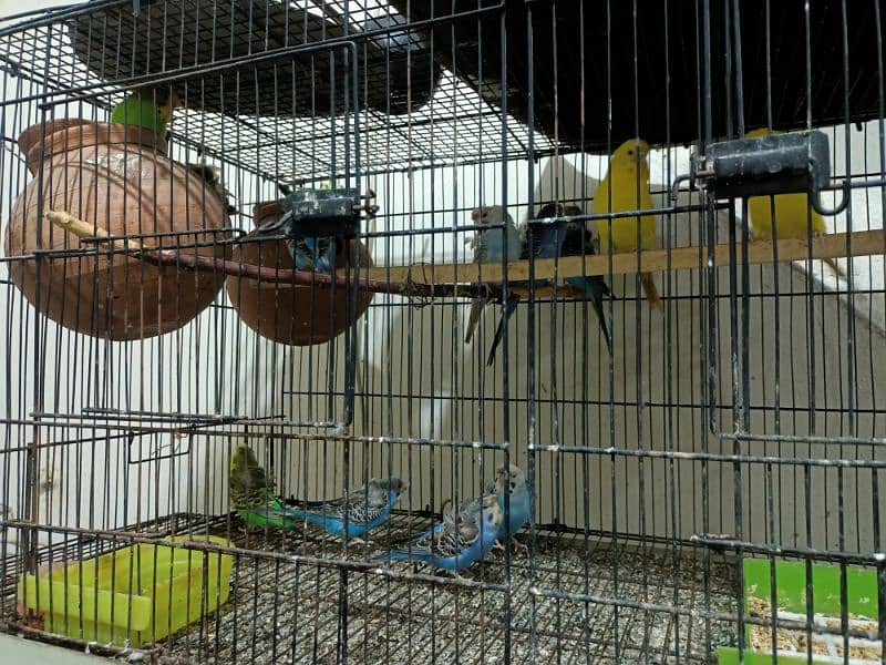 Love birds and hogos for sale with cages 4