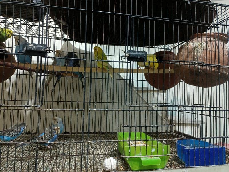 Love birds and hogos for sale with cages 5