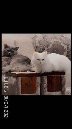 cat pair | pershian cat | doll face male | double coat | female cat