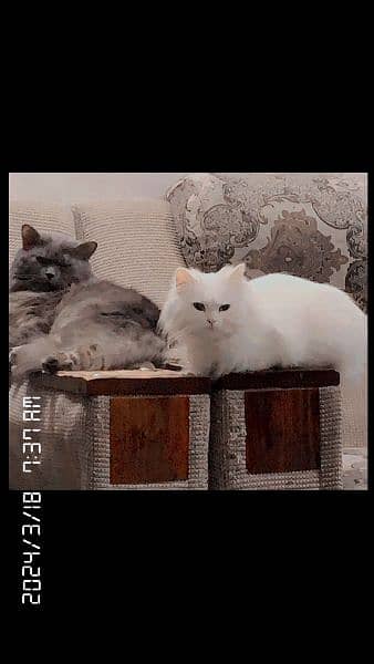 cat pair | pershian cat | doll face male | Triple coat | female cat 0