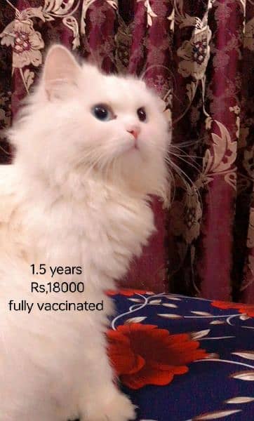 cat pair | pershian cat | doll face male | Triple coat | female cat 1