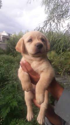 Labrador  female pupp