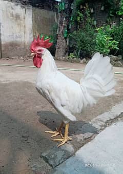 pure white Murga argent for sale Hen