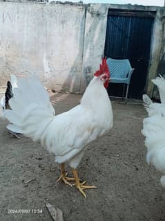 pure white Murga argent for sale Hen