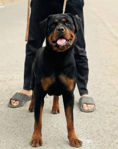 heavy bone structure female Rottweiler