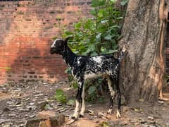 barberry bread number one quality for sale