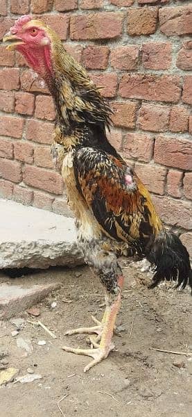 4 month k patha Japanese o shamo ring birds high quality 5