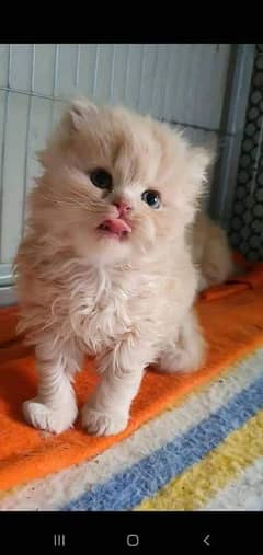 pure Persian fawn cream color VARY CUTE kitten. Free home DELIVERY