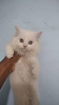 smokey HIGH QUALITY PERSIAN KITTENS GIFT QUALITY (COD)