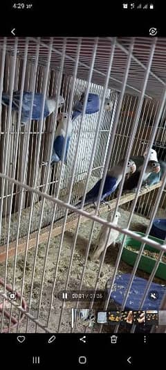 lovebird 14 pairs bondid with cage for sale urjant