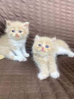 Persian Kittens