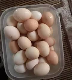 fresh desi hen egss