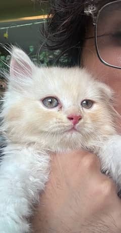 Persian Kitten Bi Color