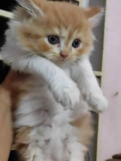 Persian Cats Available 03207679060 Whattsapp Contact me