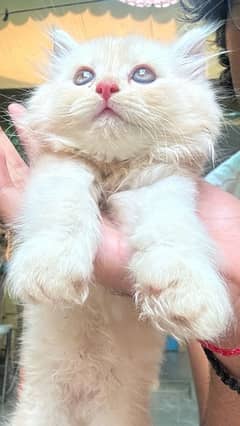 Persian Kitten Orange and White