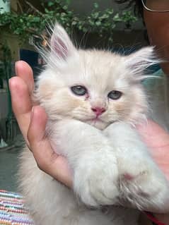 Persian Kitten Orange and White