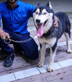 SIBERIAN HUSKY PAIR