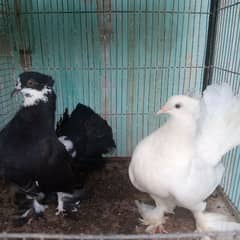 Lakka |Fancy| Healthy Pigeon Pairs for Sale - Excellent Condition!