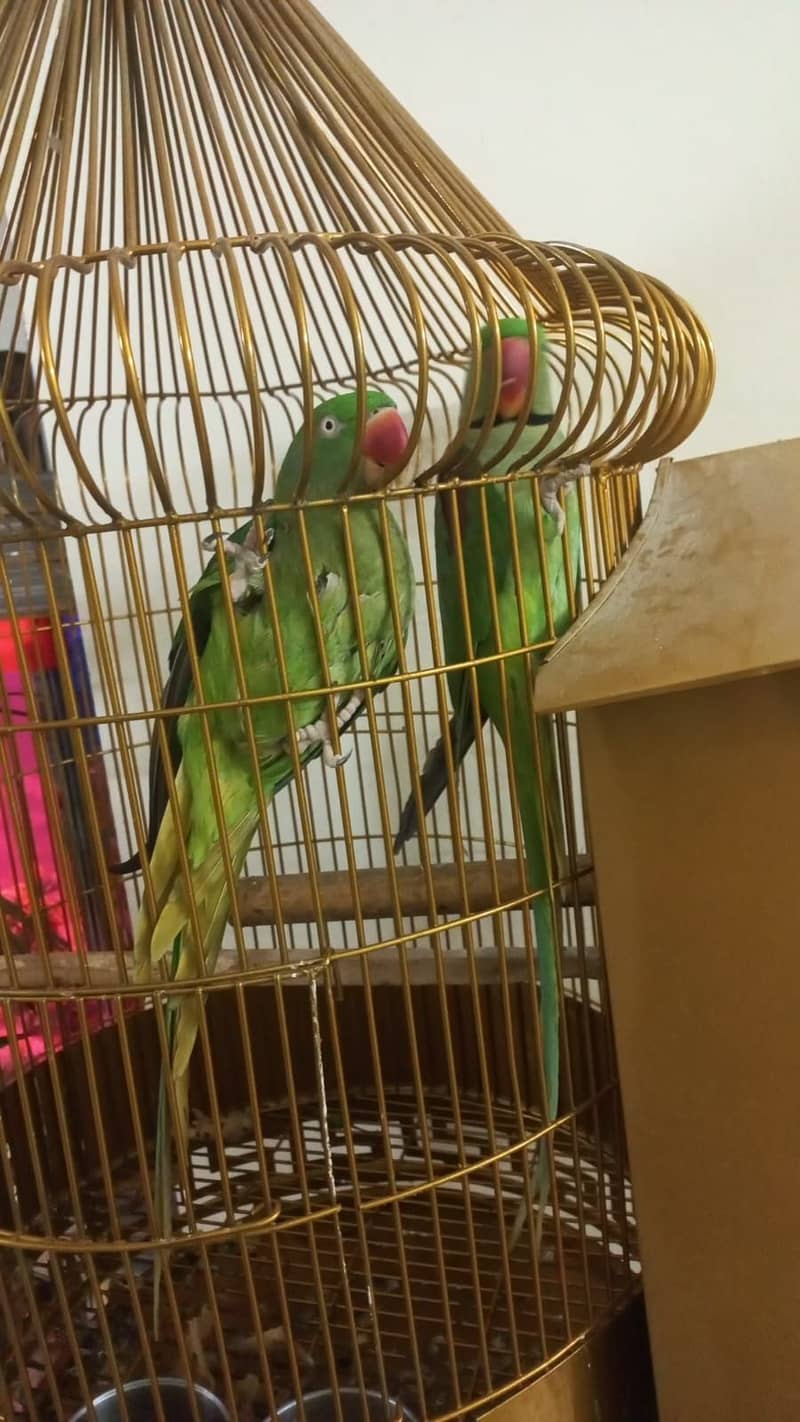 Alexander Breeder Raw Parrot Hand Tamed 2