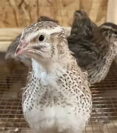 Quails Btaira  / Grey francolin  / BATAIR