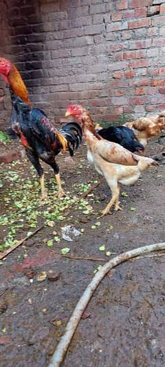 shamo eggs for sale frtelt ke grnti k sath