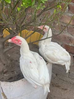 aseel heera ka pair or 3 Thai cross k male or aik maadi available ha