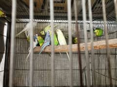 Australian budgies parrot pair