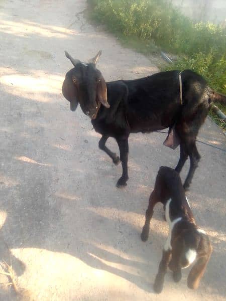 very healthy and Beautiful goat 03135582104 0