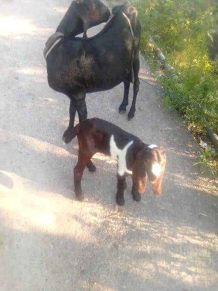 very healthy and Beautiful goat 03135582104 2