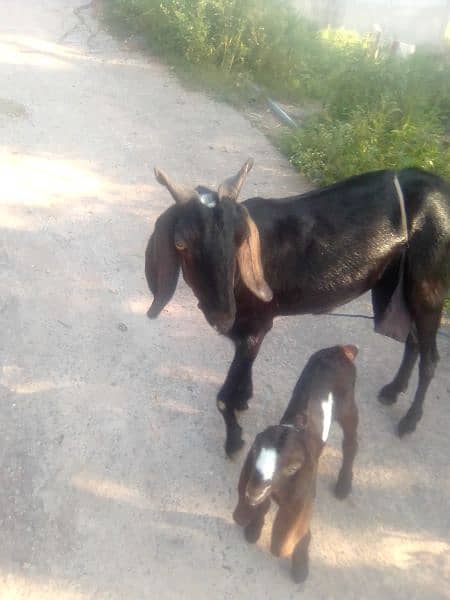 very healthy and Beautiful goat 03135582104 3