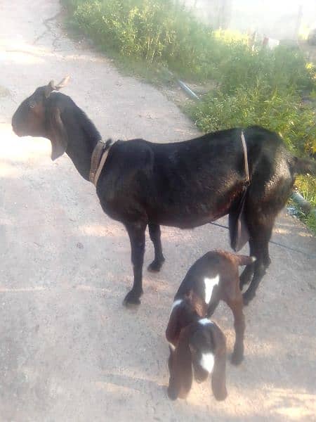 very healthy and Beautiful goat 03135582104 4