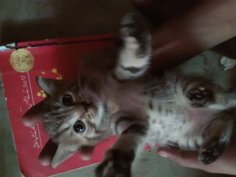 1 Month Persian kitten 2 baby cat available age 1 month 2