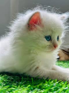 Persian Cats Available 03207679060 Whattsapp Contact me