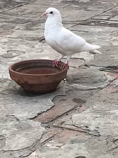 pigeons for sale