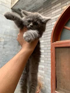 Persian kittens available