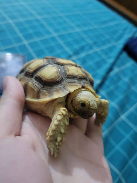 Baby Tortoise 1