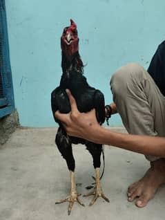 hens pairs ak martaba breed de hui ha