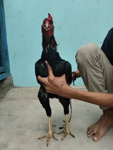 hens pairs ak martaba breed de hui ha 0