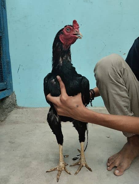 hens pairs ak martaba breed de hui ha 1