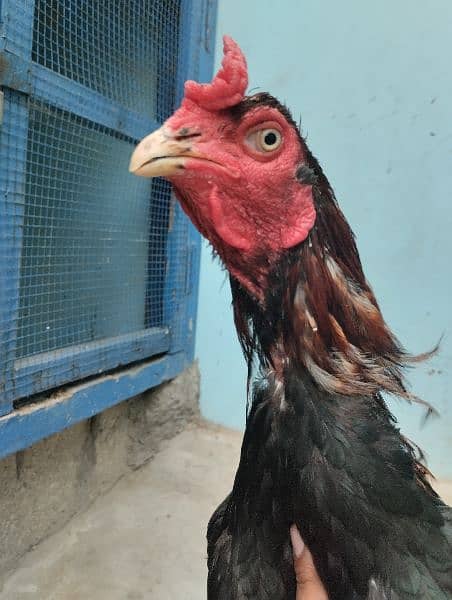 hens pairs ak martaba breed de hui ha 2